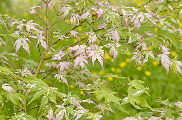533317 - Japanese maple (Acer palmatum 'Oridono-nishiki')
