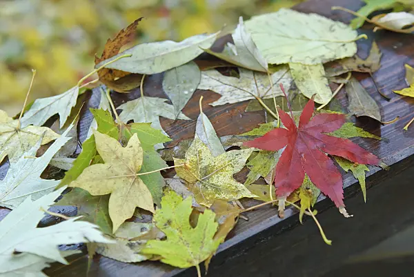 502091 - Japanese maple (Acer palmatum 'Osakazuki')