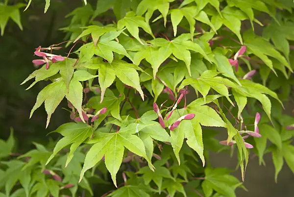 517139 - Japanese maple (Acer palmatum 'Osakazuki')