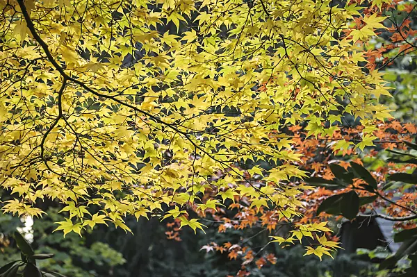 558029 - Japanese maple (Acer palmatum 'Osakazuki')