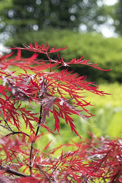638011 - Japanese maple (Acer palmatum 'Red Dragon')