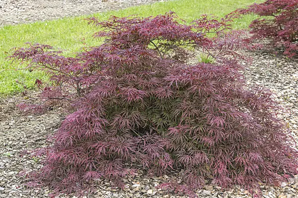 638012 - Japanese maple (Acer palmatum 'Red Pygmy')