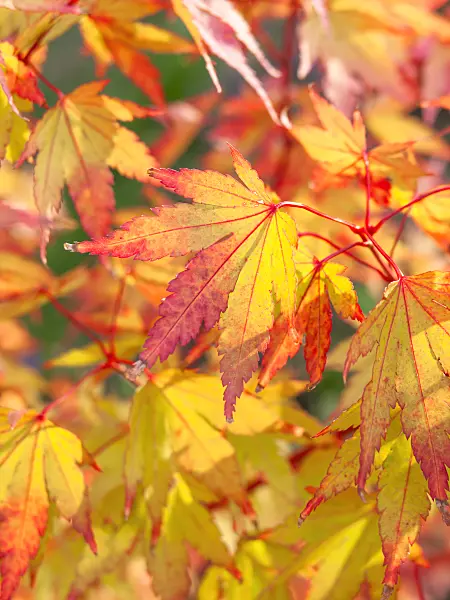 440250 - Japanese maple (Acer palmatum 'Sangokaku')