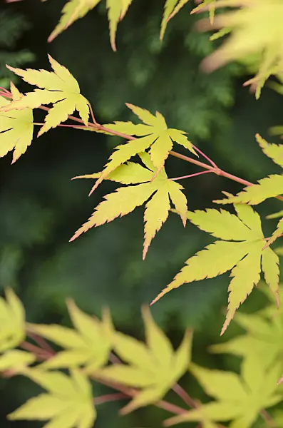 521210 - Japanese maple (Acer palmatum 'Sangokaku')