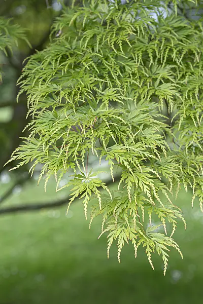651017 - Japanese maple (Acer palmatum 'Seiryû')