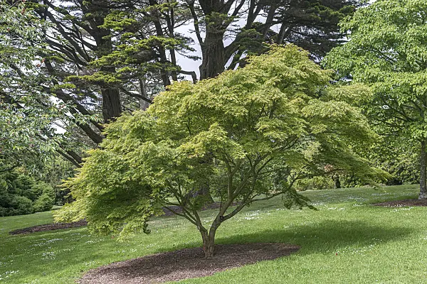 651018 - Japanese maple (Acer palmatum 'Seiryû')