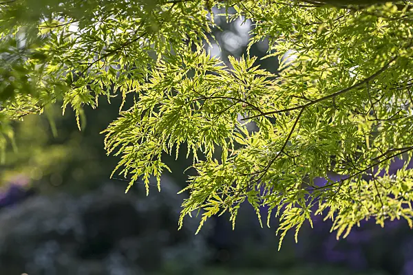 651019 - Japanese maple (Acer palmatum 'Seiryû')