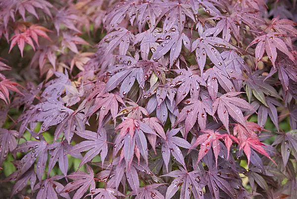 490024 - Japanese maple (Acer palmatum 'Shaina')