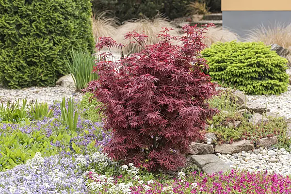 625109 - Japanese maple (Acer palmatum 'Shaina')