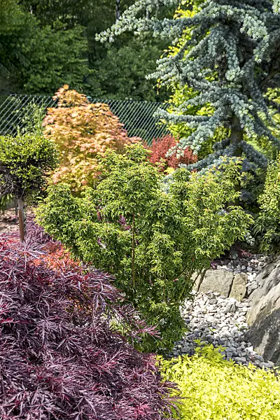 651020 - Japanese maple (Acer palmatum 'Shishigashira')