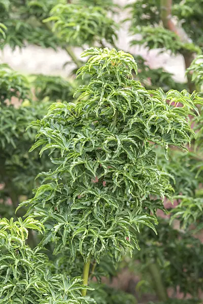 651021 - Japanese maple (Acer palmatum 'Shishigashira')