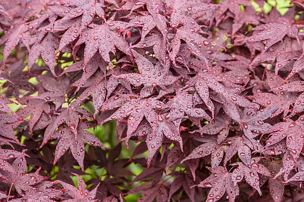 593013 - Japanese maple (Acer palmatum 'Shojo')