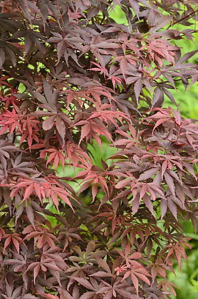 533321 - Japanese maple (Acer palmatum 'Skeeter's Broom')