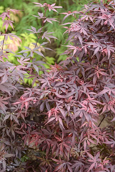 558030 - Japanese maple (Acer palmatum 'Skeeter's Broom')
