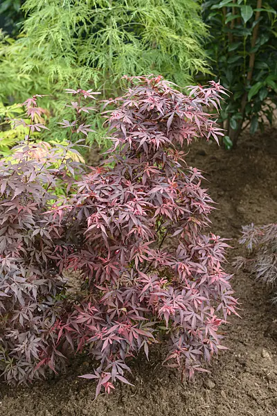 558031 - Japanese maple (Acer palmatum 'Skeeter's Broom')