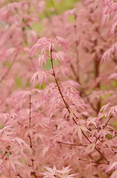 545160 - Japanese maple (Acer palmatum 'Taylor')