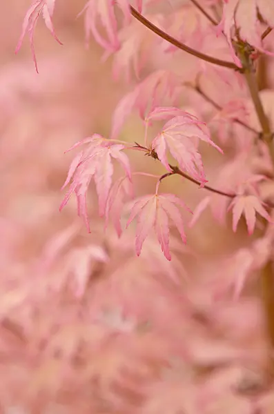 545161 - Japanese maple (Acer palmatum 'Taylor')
