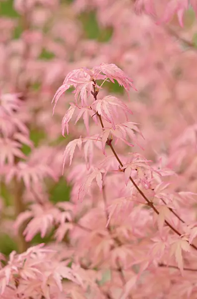 545162 - Japanese maple (Acer palmatum 'Taylor')