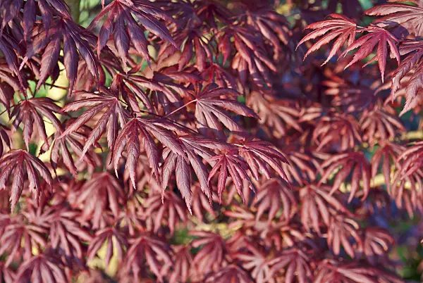 517140 - Japanese maple (Acer palmatum 'Trompenburg')