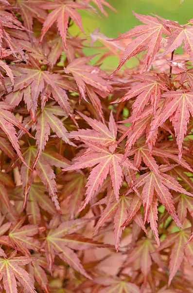 520380 - Japanese maple (Acer palmatum 'Wilson's Pink Dwarf')