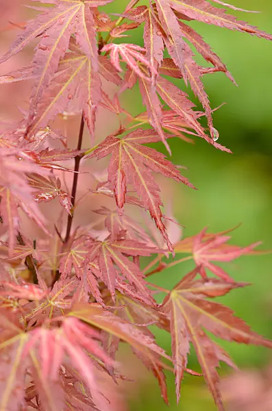 520381 - Japanese maple (Acer palmatum 'Wilson's Pink Dwarf')