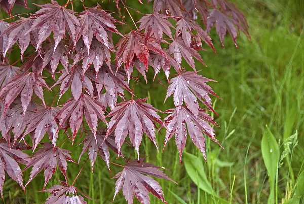 502093 - Japanese maple (Acer palmatum 'Yasemin')