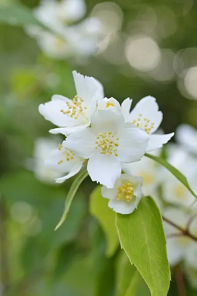 473056 - Japanese mock orange (Philadelphus satsumanus)