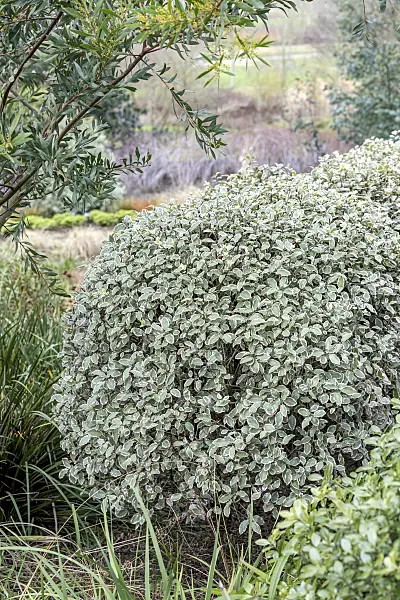 638195 - Japanese mock-orange (Pittosporum tenuifolium 'Garnettii')