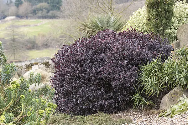 638197 - Japanese mock-orange (Pittosporum tenuifolium 'Tom Thumb')