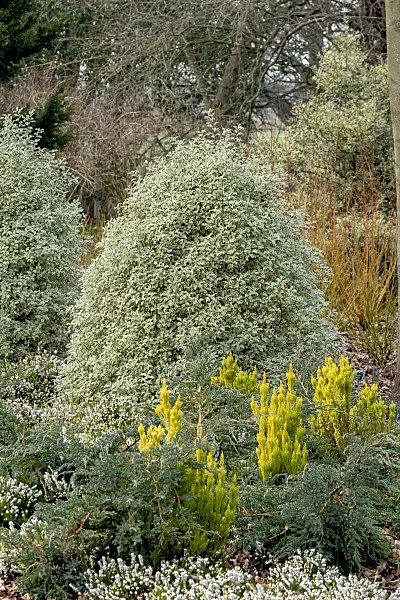 625318 - Japanese mock-orange (Pittosporum tenuifolium 'Variegatum')