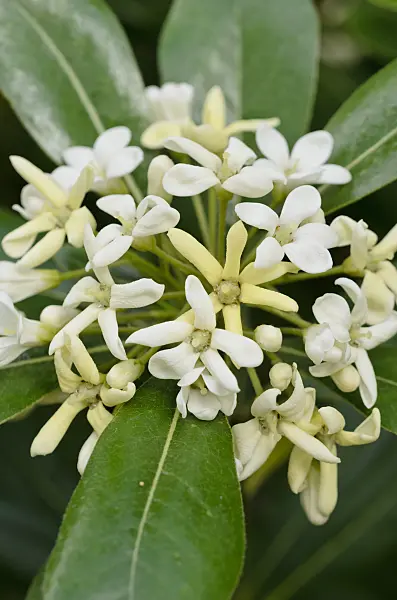 531103 - Japanese mock-orange (Pittosporum tobira)
