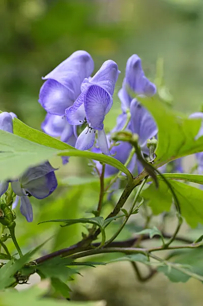 476249 - Japanese monkshood (Aconitum japonicum)