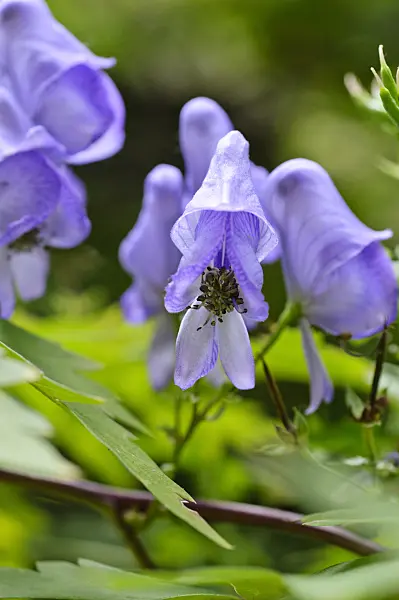 476250 - Japanese monkshood (Aconitum japonicum)
