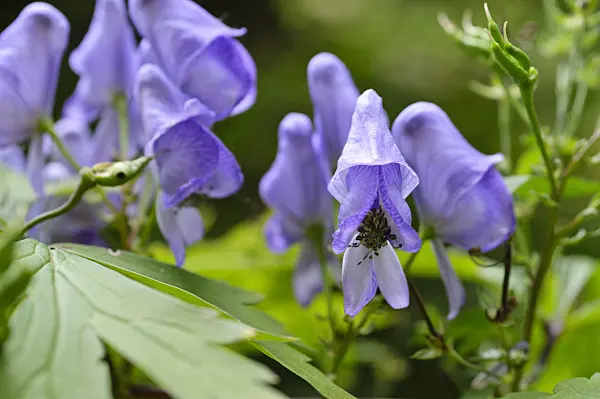 476251 - Japanese monkshood (Aconitum japonicum)
