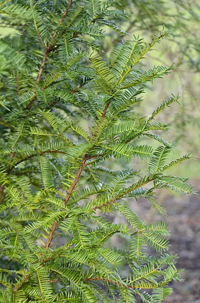 553058 - Japanese nutmeg-yew (Torreya nucifera)