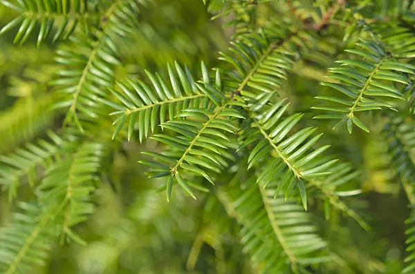 553059 - Japanese nutmeg-yew (Torreya nucifera)