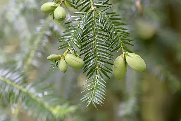 575342 - Japanese nutmeg-yew (Torreya nucifera)