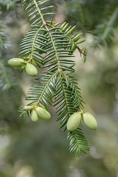 575343 - Japanese nutmeg-yew (Torreya nucifera)