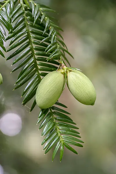 575344 - Japanese nutmeg-yew (Torreya nucifera)
