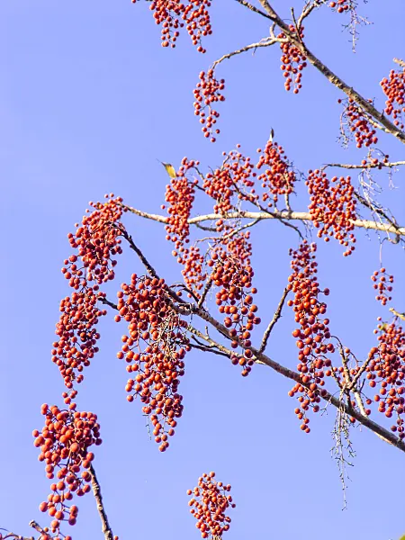 443083 - Japanese orange cherry (Idesia polycarpa)