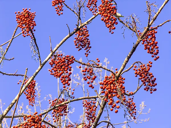 443084 - Japanese orange cherry (Idesia polycarpa)