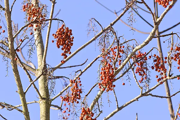 466092 - Japanese orange cherry (Idesia polycarpa)