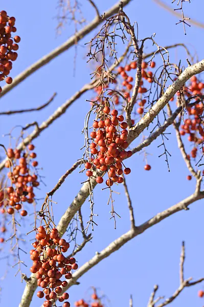 466093 - Japanese orange cherry (Idesia polycarpa)