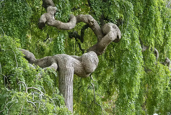517241 - Japanese pagoda tree (Styphnolobium japonicum 'Pendula' syn. Sophora japonica 'Pendula')
