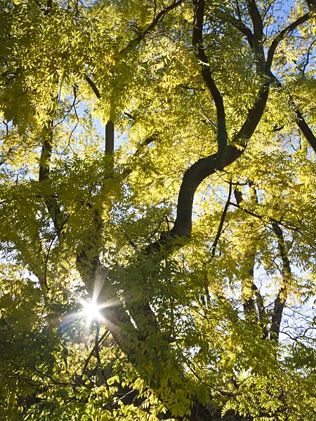 418072 - Japanese pagoda tree (Styphnolobium japonicum syn. Sophora japonica)