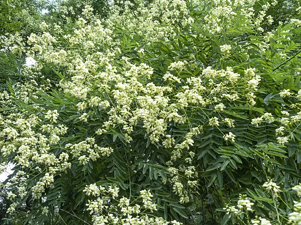 463042 - Japanese pagoda tree (Styphnolobium japonicum syn. Sophora japonica)