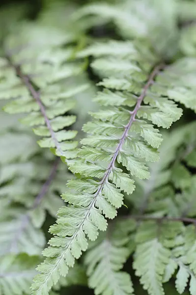 471337 - Japanese painted fern (Athyrium niponicum 'Metallicum')