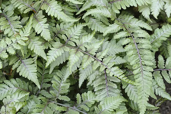 471339 - Japanese painted fern (Athyrium niponicum 'Metallicum')
