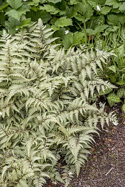 651097 - Japanese painted fern (Athyrium niponicum var. pictum)