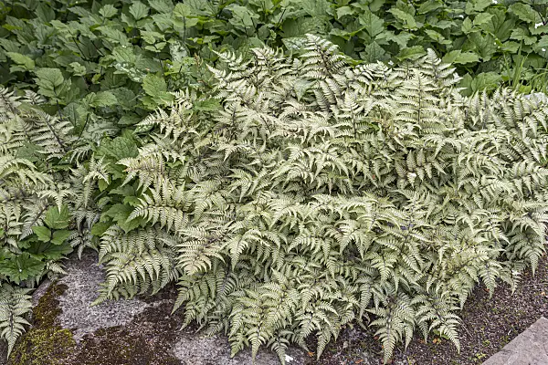 651098 - Japanese painted fern (Athyrium niponicum var. pictum)